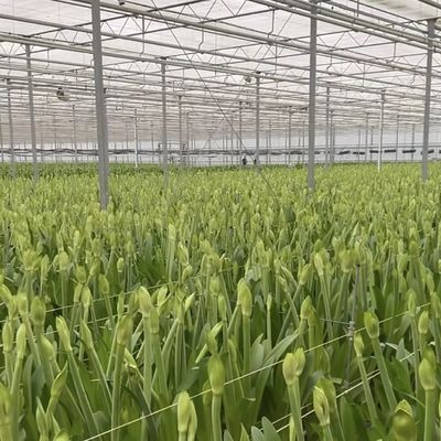 80.000kg 총중량 두층 유리 온실 채소 재배용 수식물