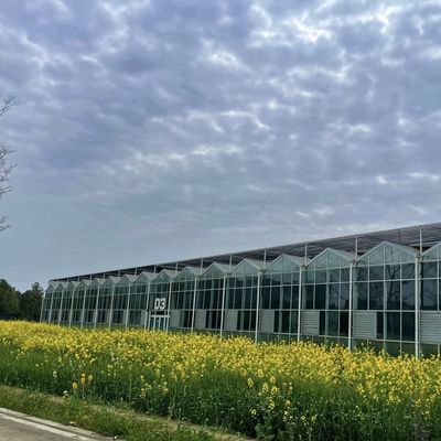 80.000kg 총중량 두층 유리 온실 채소 재배용 수식물