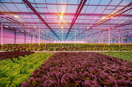 80.000kg 패키지 총중량 수식 및 운송 비용과 함께 유리 온실